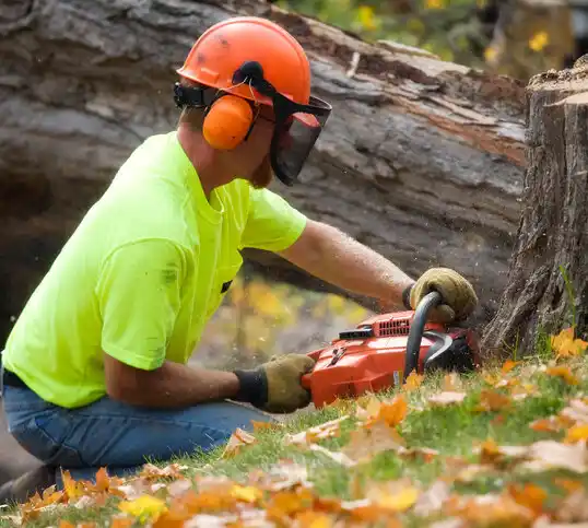 tree services Northeast Ithaca